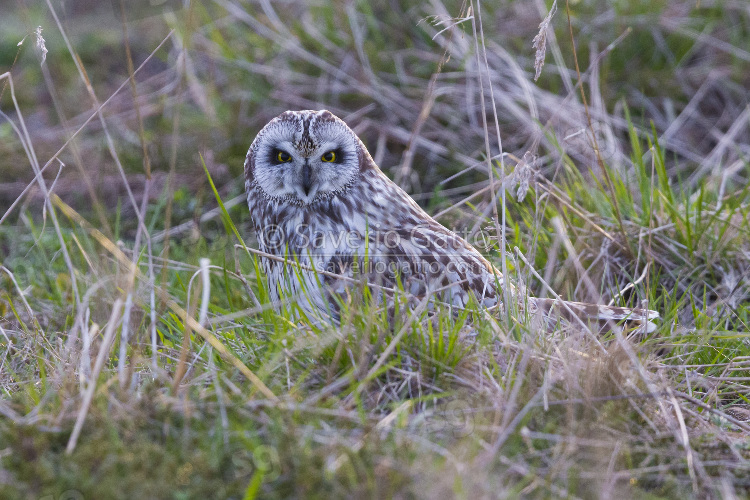 Short-eared Owl